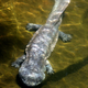 Chinese giant salamander.